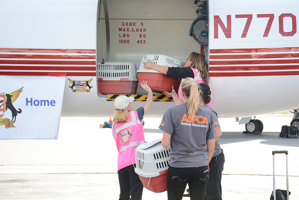 Animals in Flight: ASPCA Transports 145 Los Angeles Pets to Find Loving Homes