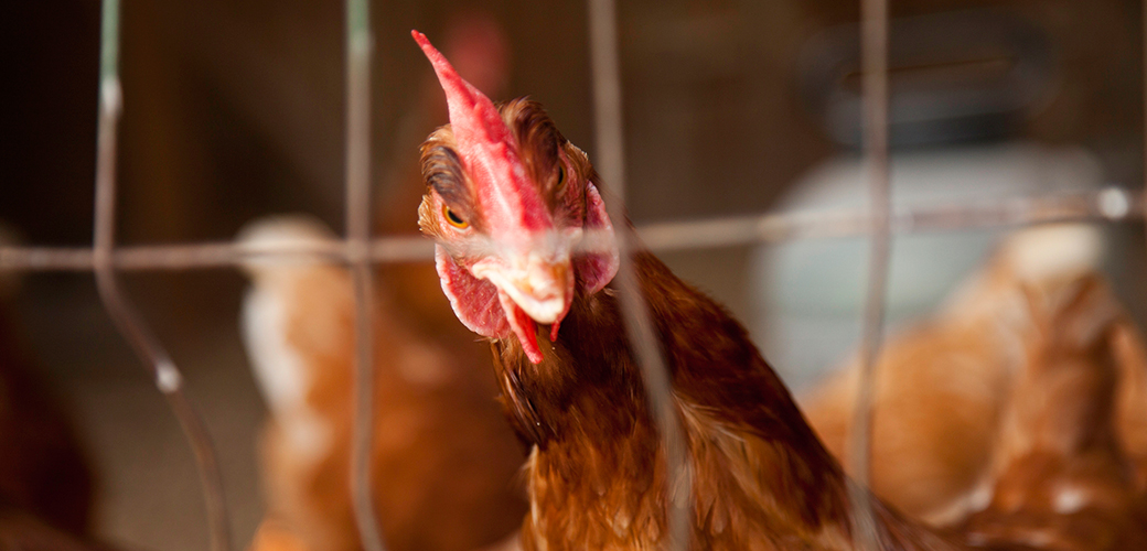 ASPCA Urges Organic Advisory Committee to Champion Chicken & Turkey Reforms