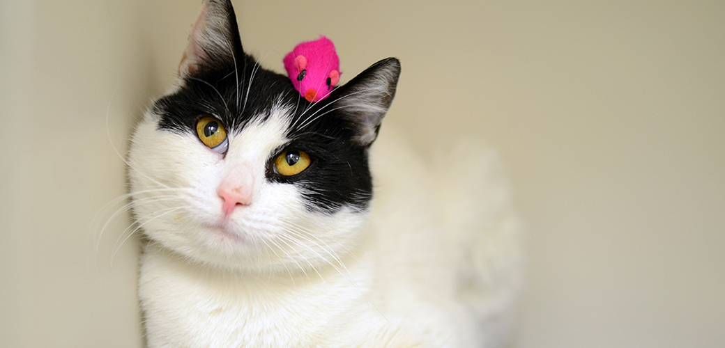 a cat with a toy on their head