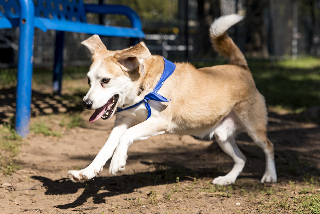 a dog playing