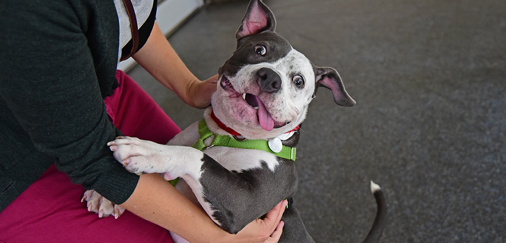 a happy pitbull