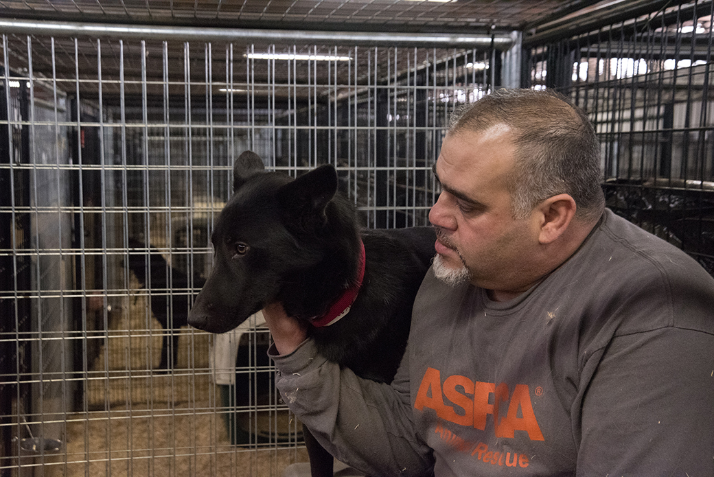 aspca responder with rescued wolf dog hybrid