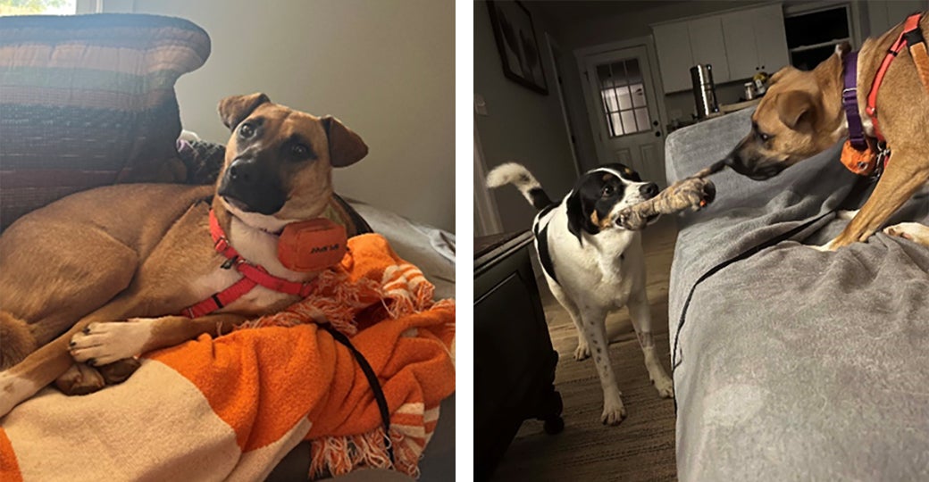 At left, Gracie, Tara’s foster, and with Tara’s dog Max, at right.