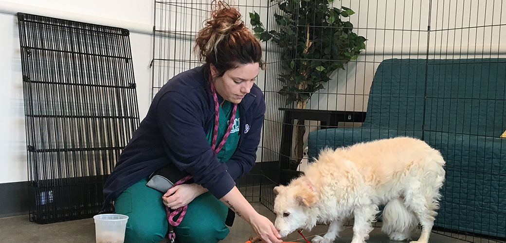 SPCA of Texas worker with a dog