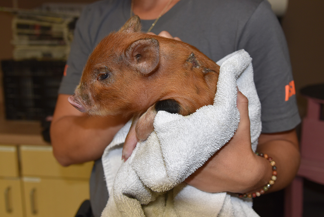 a rescued piglet