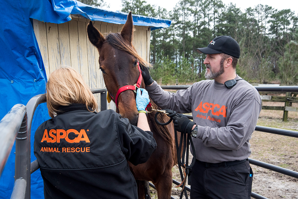 BREAKING: ASPCA Assists in the Rescue of Nearly 600 Animals from Neglect at Unlicensed NC Facility