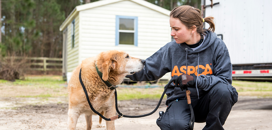 Update: Number of Animals Rescued in NC Raid Climbs to Nearly 700