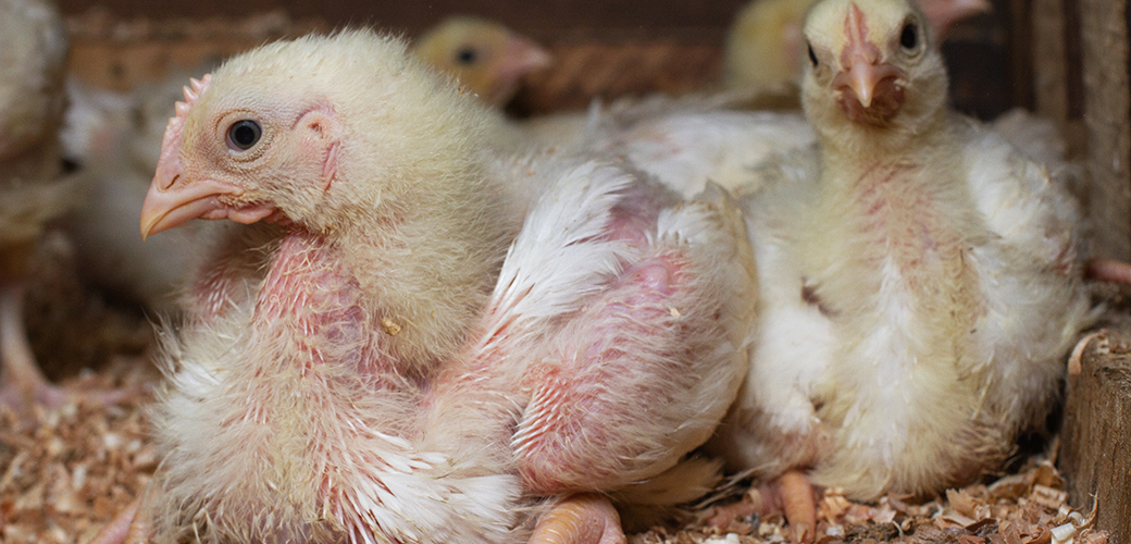 New Research Confirms Modern Chickens Suffer from Unnatural Growth Rates |  ASPCA
