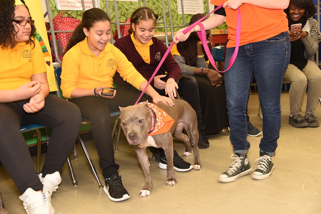 Dani the therapy dog