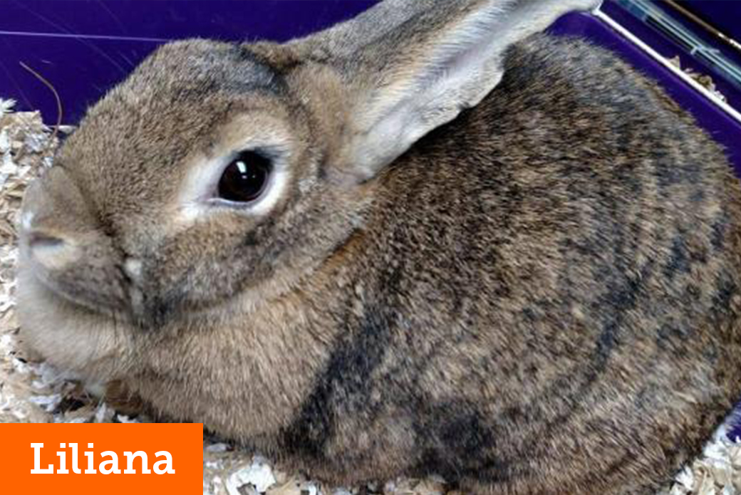 Are You Considering Bringing Home a Furry Friend? Adopt a Bunny at Our NYC Rabbit Adoption Event This Saturday!
