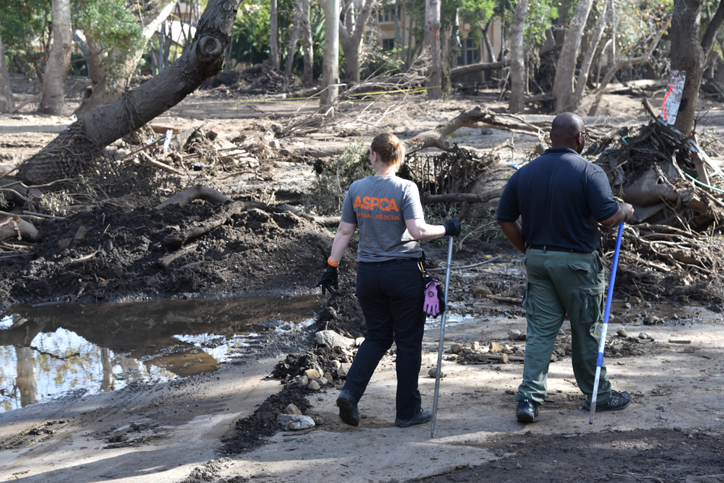 ASPCA search and rescue looking for lost pets