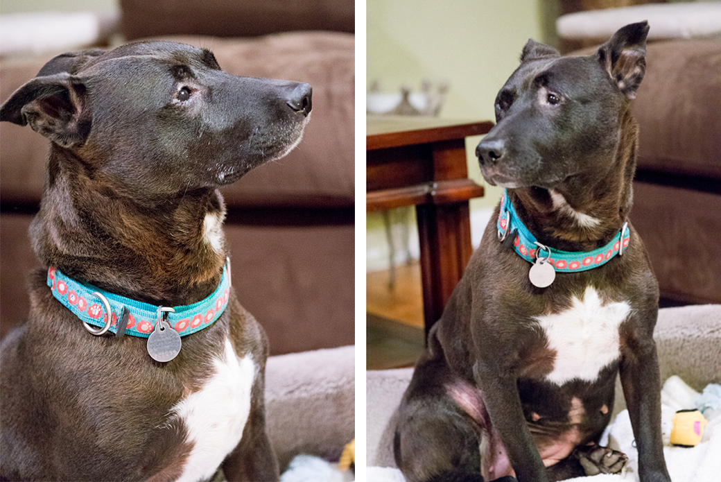 Adoption Spotlight: Resilient Pup Caitlyn is Looking for a Home!
