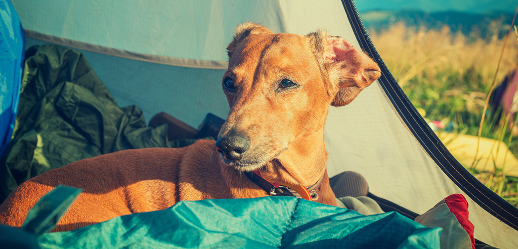 a dog in a tent