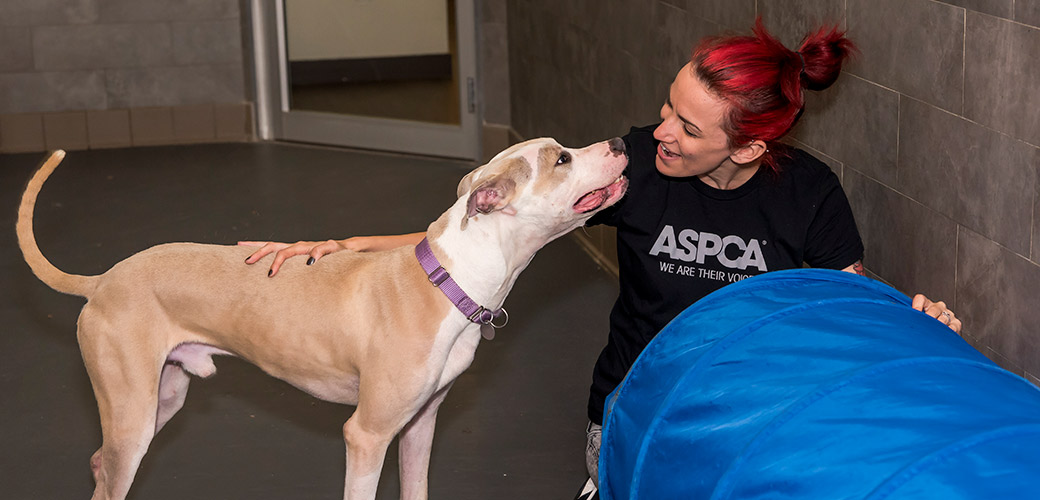 Exciting News: ASPCA Completes Expansion of Rehabilitation Center for Canine Cruelty Victims