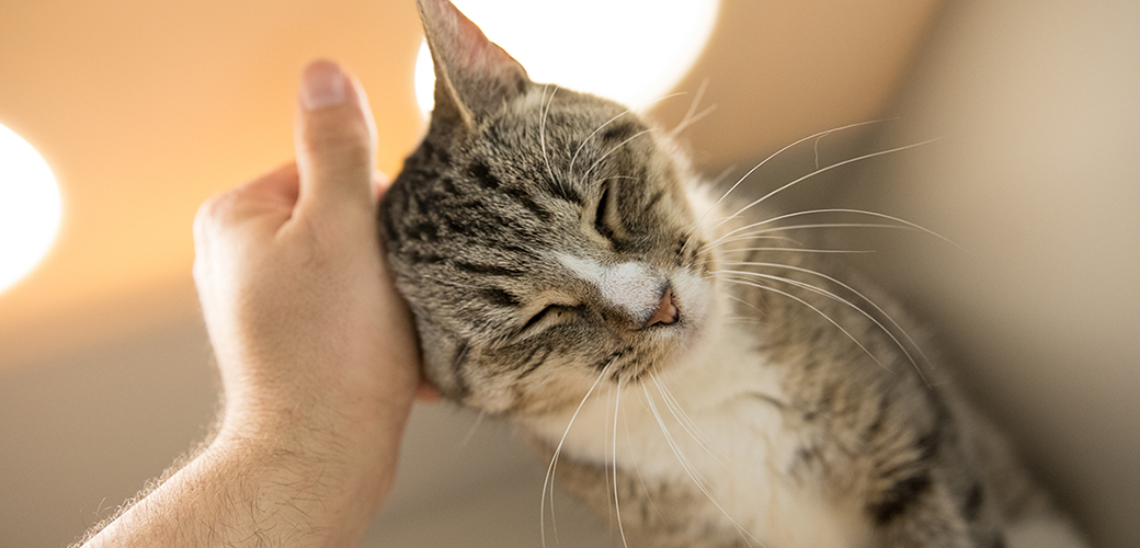 a cat being petted 
