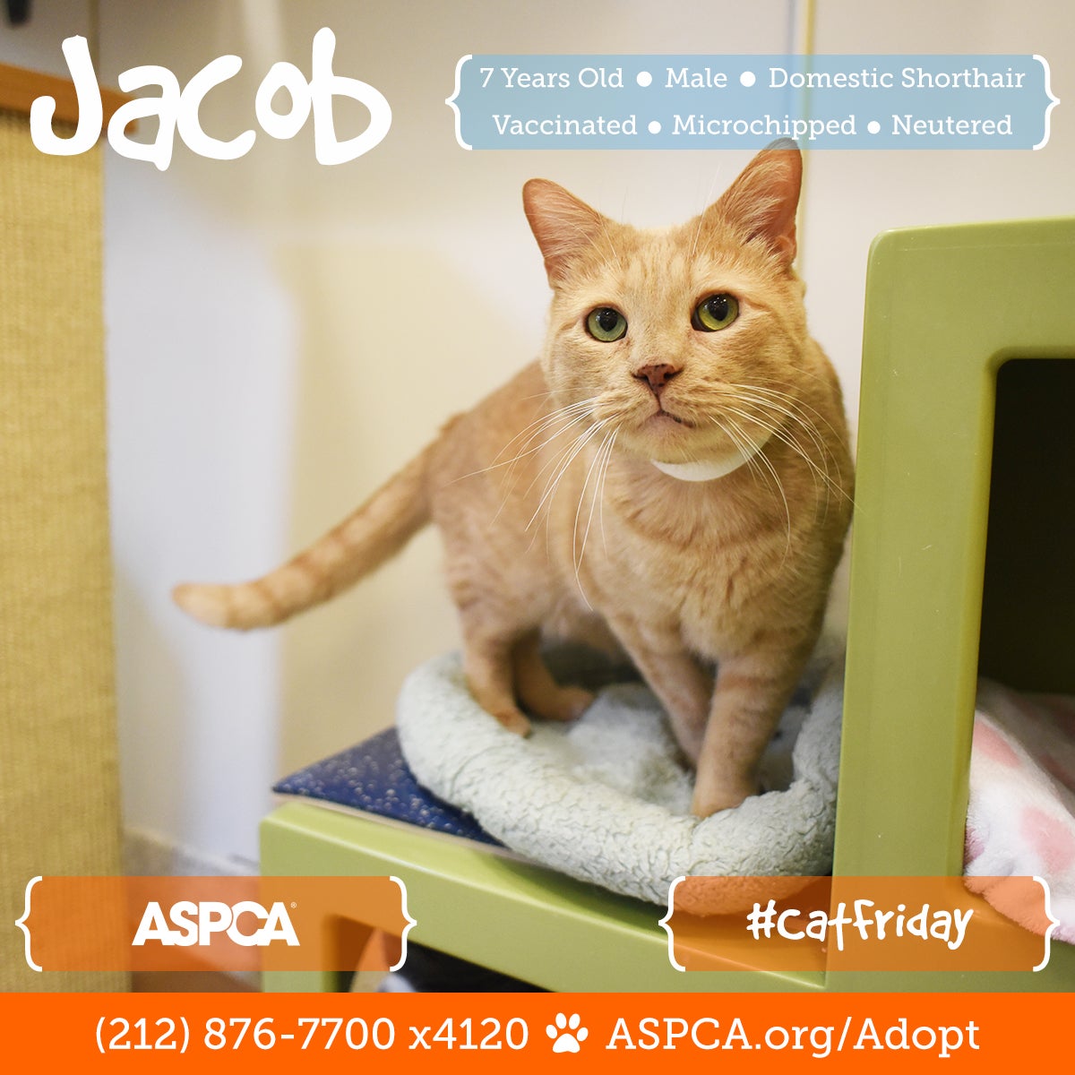 Better Than Black Friday Don T Miss Cat Friday At The Aspca Adoption Center Aspca