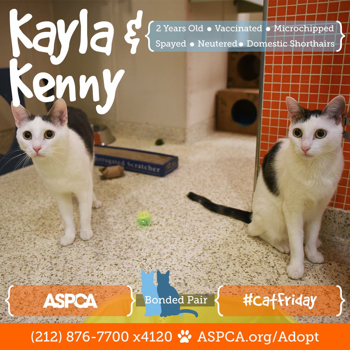 Better Than Black Friday Don T Miss Cat Friday At The Aspca Adoption Center Aspca