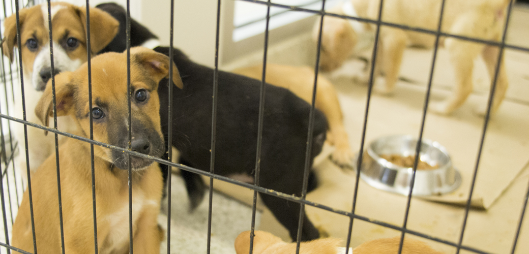 puppies in a cage