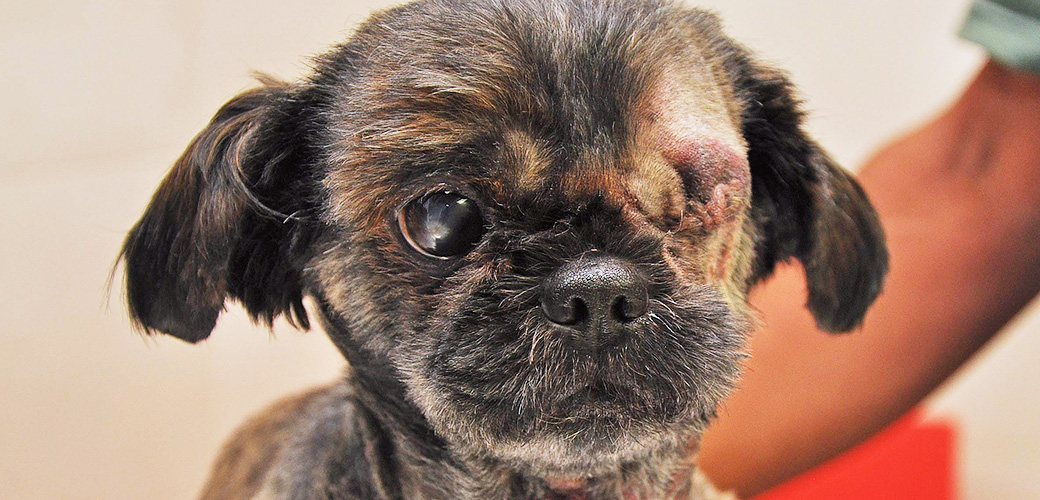Can Shih Tzu Eyes Pop Out?