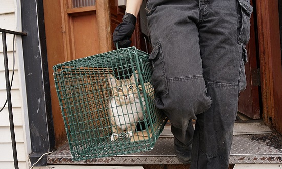 cat being transported