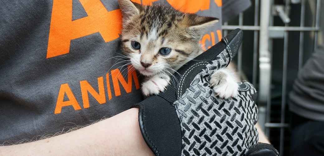aspca volunteer holding a kitten