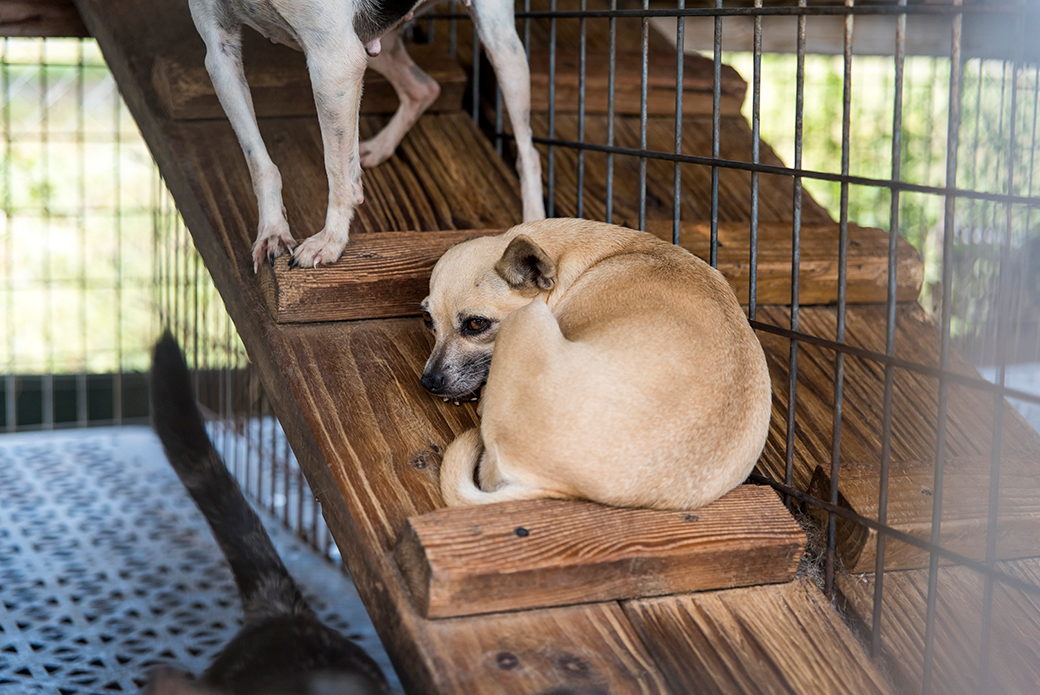 100 Dogs Rescued from Florida Puppy Mill Now Looking for Homes