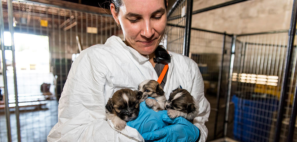 100 Dogs Rescued From Florida Puppy Mill Now Looking For Homes Aspca