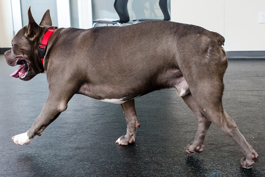 a pitbull with a cropped tail