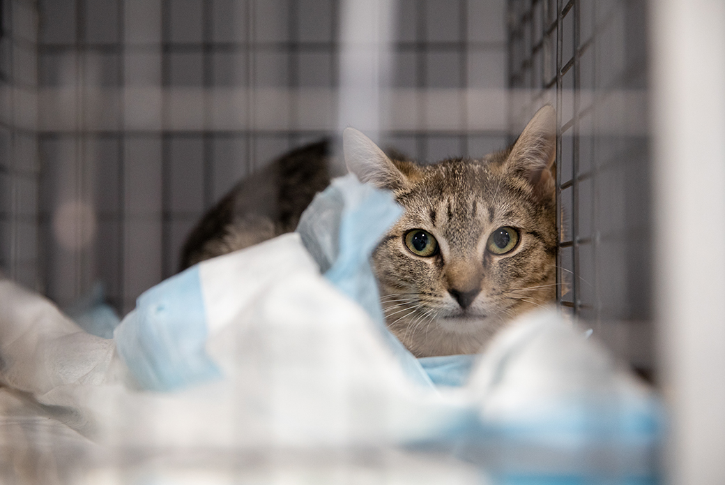 rescued cat in a carrier