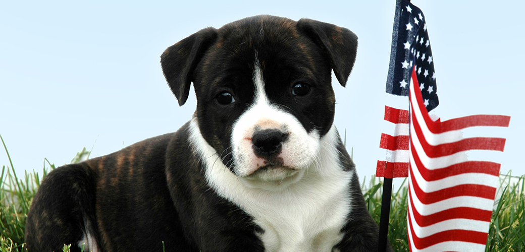 The Congressional Animal Protection Caucus: Speaking Up for Animals on Capitol Hill