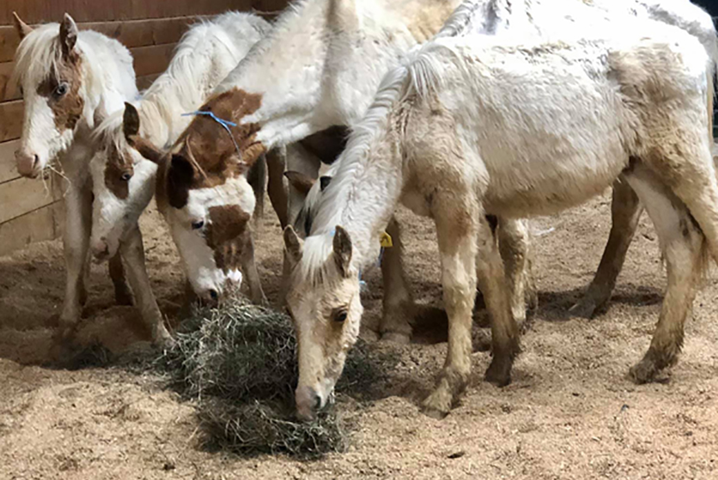 rescued horses