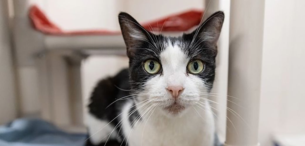 a black and white cat