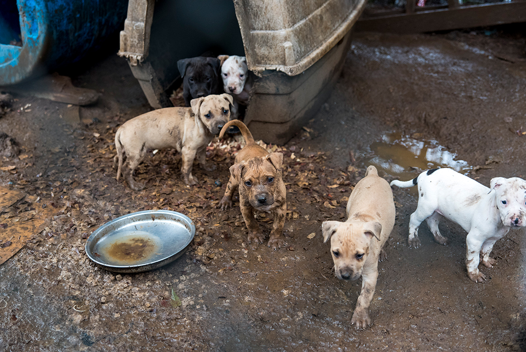 puppies being held in muddy conditions