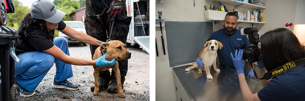 Dogs being examined