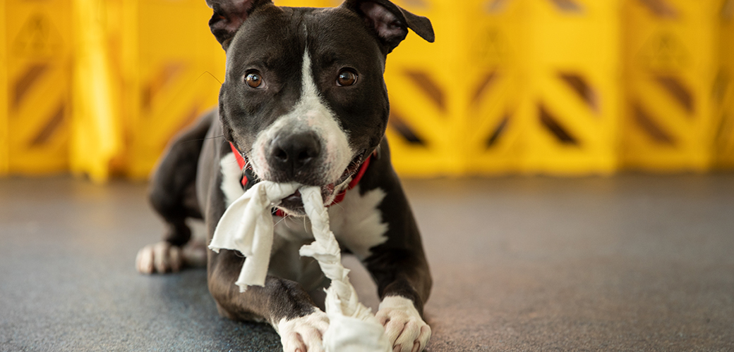 a black and white pitbull chewing a rope