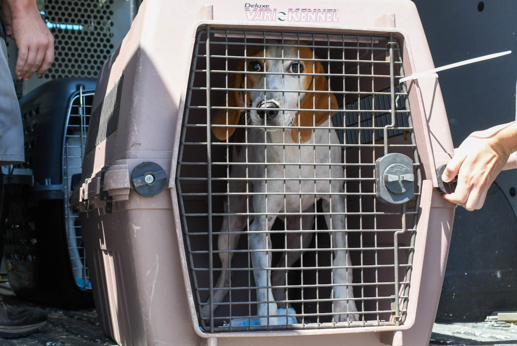 a dog in a crate