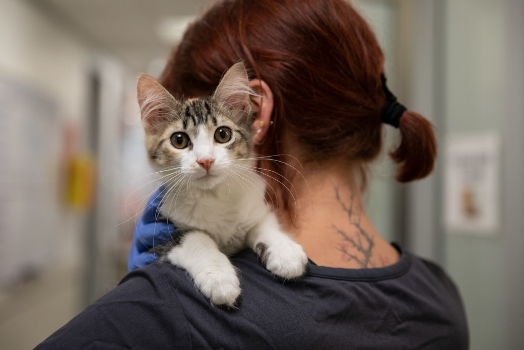 ASPCA adoption center staff carrying a cat
