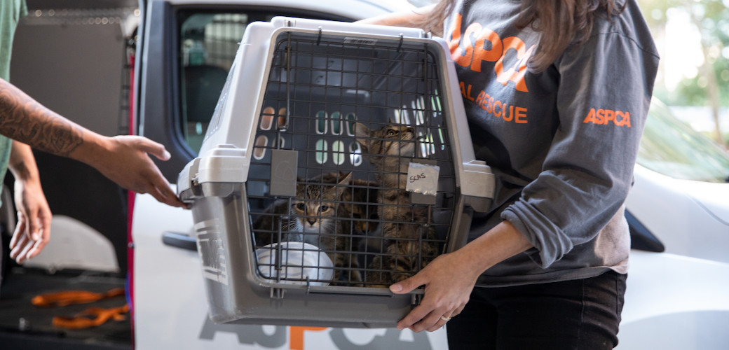 cats being transported by the ASPCA