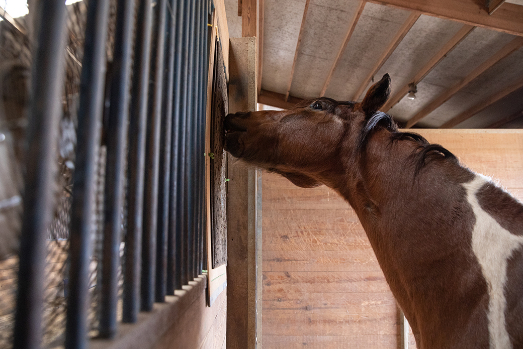 a horse licking a treat mat