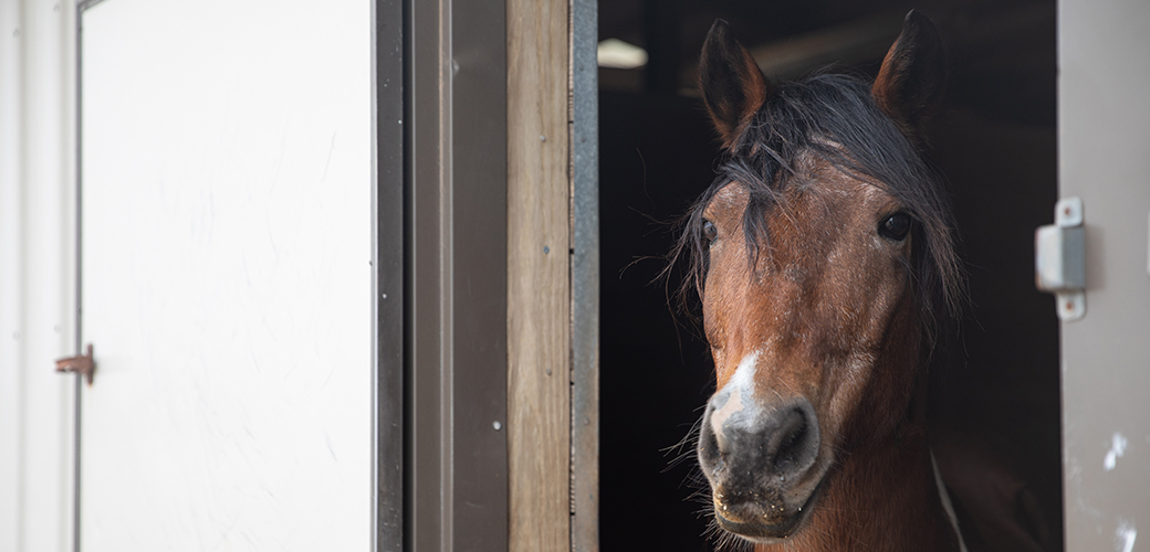 A brown horse sticking its head out of a stall window