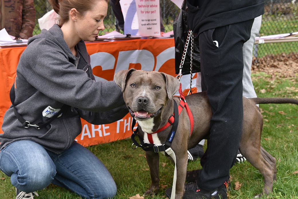 The ASPCA’s Katherine Good, Community Engagement Coordinator, adjusts a new harness for Michael, Yesenia Garcia’s one-year-old pit bull.