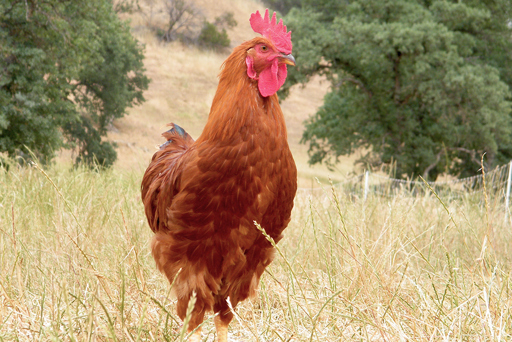 a chicken in a field