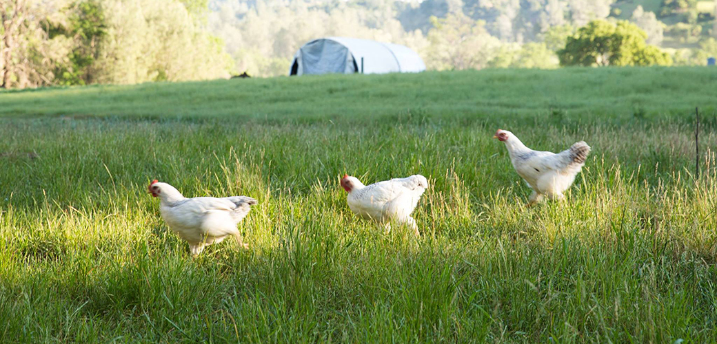 chickens in a field