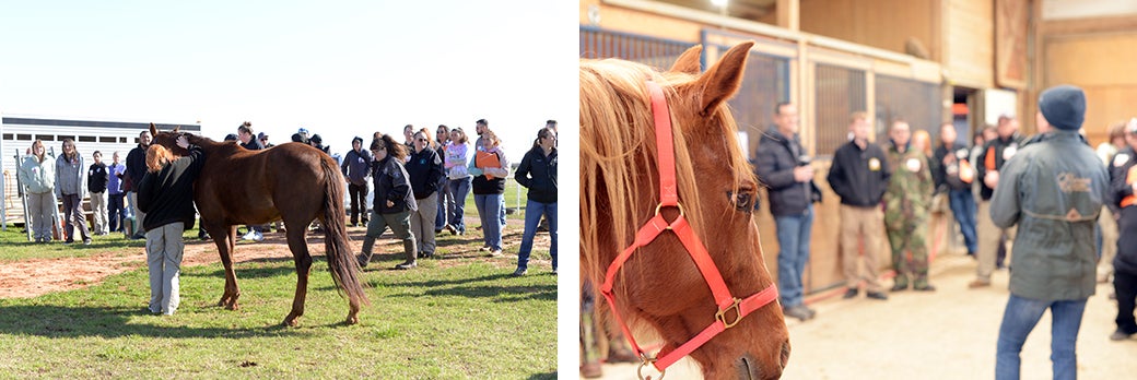 ETAC event volunteers with horses