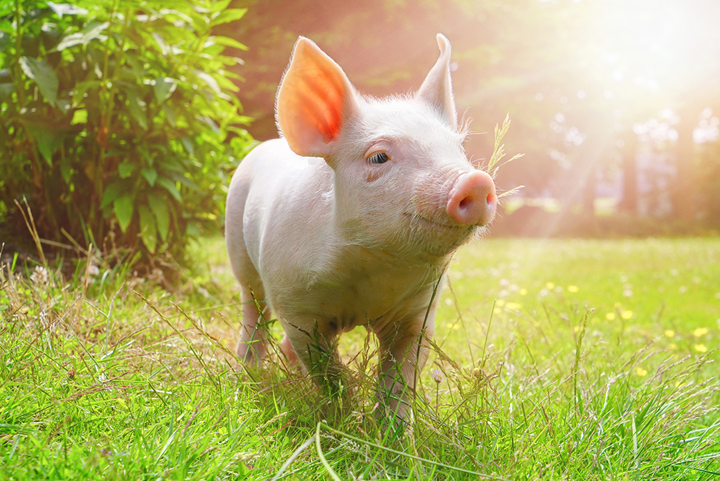 Do They Have Personalities? You Can Bet the Farm They Do! | ASPCA