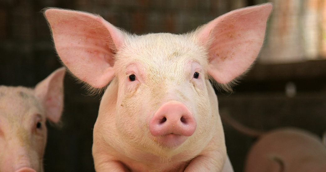 close up on a pig's face