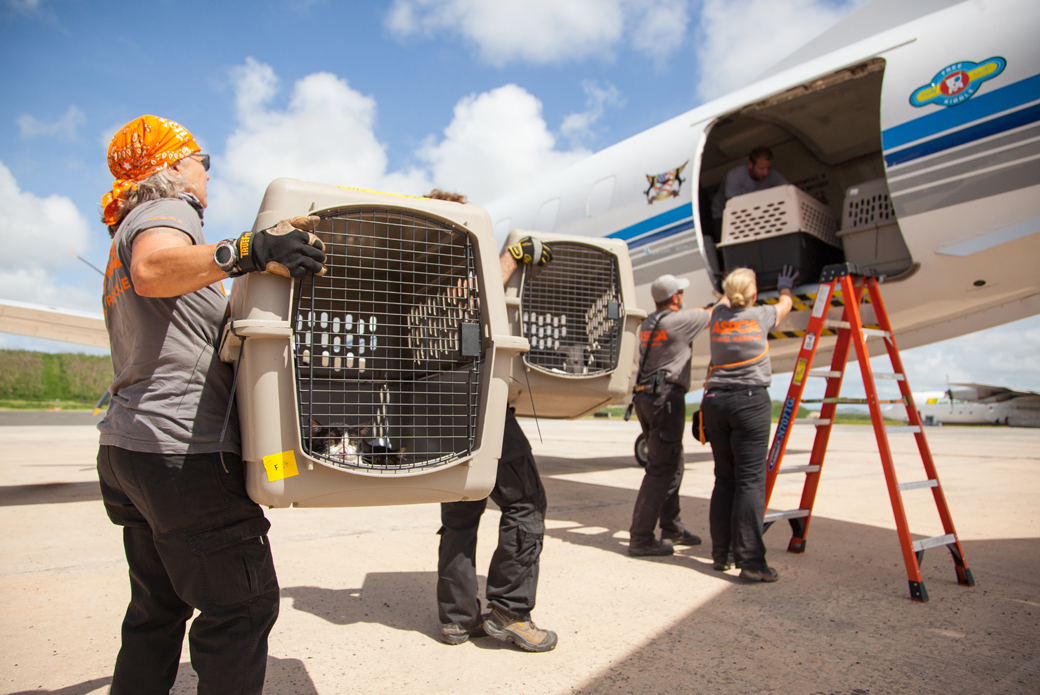 ASPCA volunteers load a plane with pet carriers