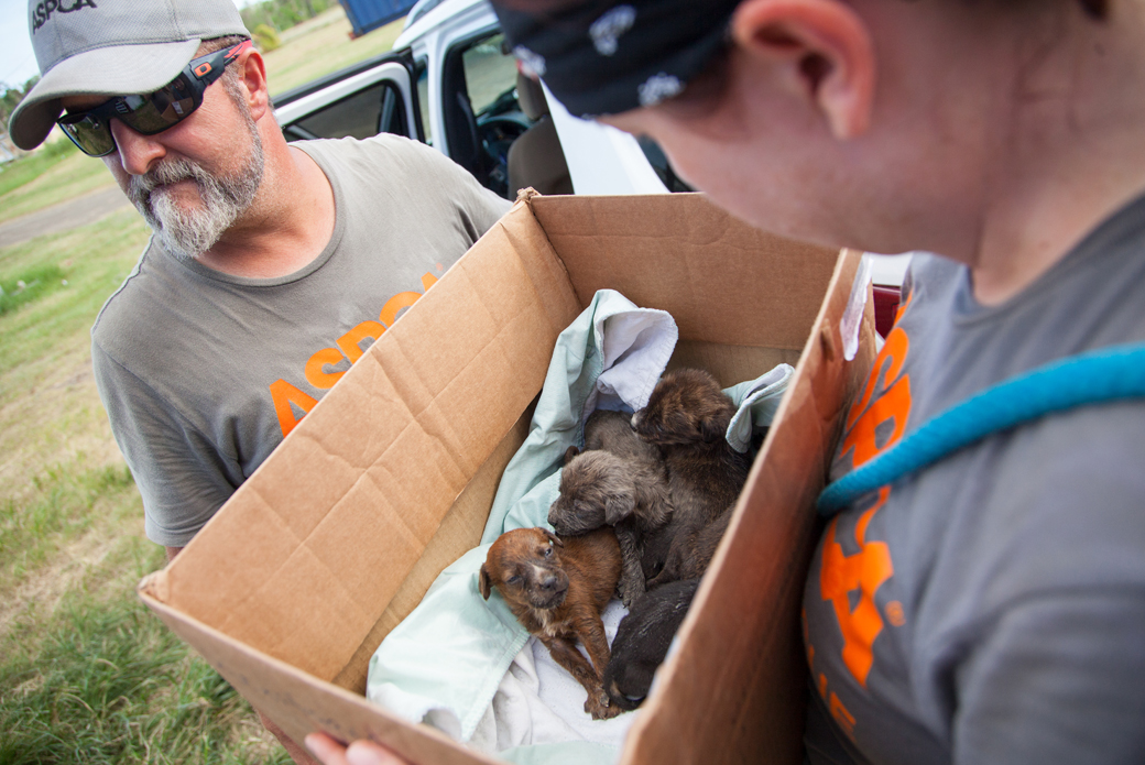 ASPCA volunteers carrying a box with puppies inside