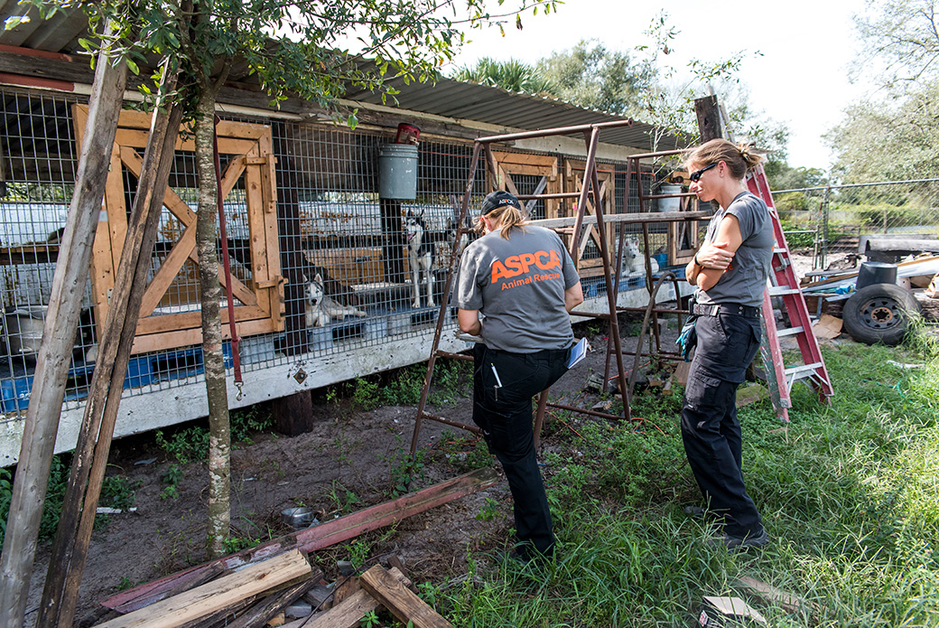 Breaking News: ASPCA Assists Local Authorities in Rescue of Nearly 100 Dogs from Florida Puppy Mill