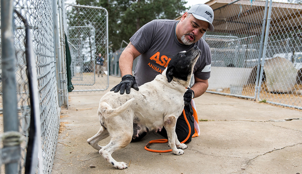 View Exclusive Photos from Our Largest Companion Animal Rescue Ever